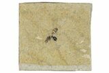 Fossil Insect (Hymenoptera) - France #290719-1